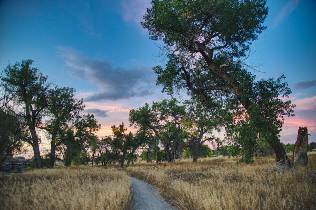 a dirt path in grassy field with trees in the background